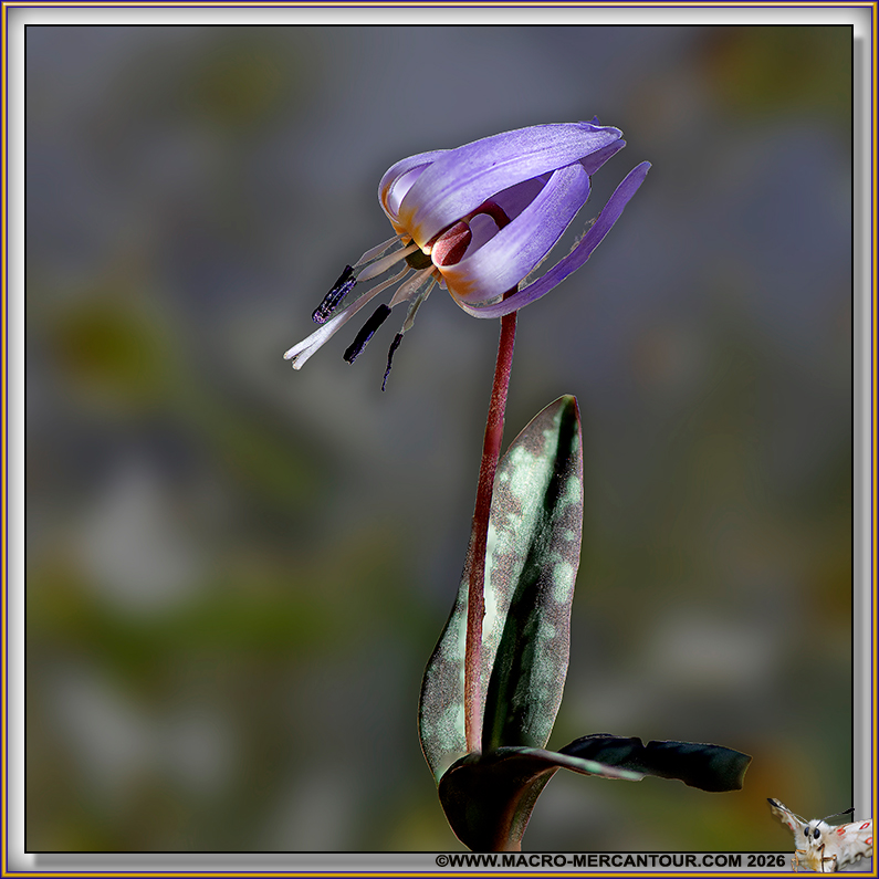 Erythrone dent de chien